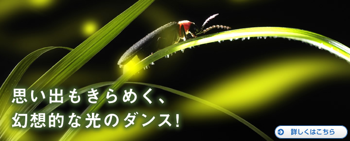 思い出もきらめく、幻想的な光のダンス！ 詳細はこちら